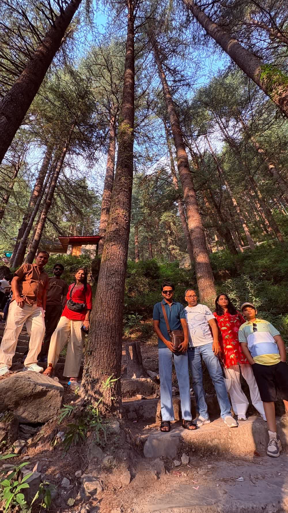 Travellers walking through a pine forest